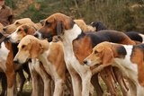 Chasse